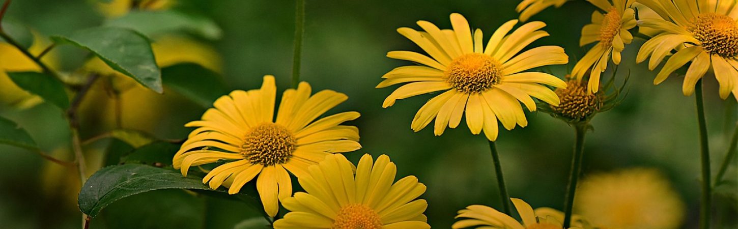 plantain-leaved-leopards-bane-4270247_1280 plantain-leaved-leopards-bane-4270247_1280